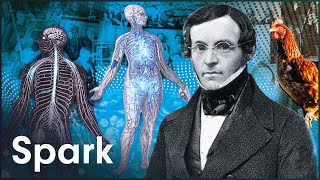From Castration to Cure: How Scientists Discovered Hormones With Brutal Experimentation | Spark