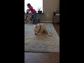 dog licking the floor