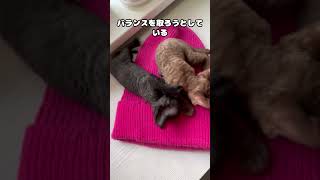 猫が突然ダッシュする「猫の狂乱タイム」の謎　#shorts  #cat #voicevoxずんだもん #猫のいる暮らし #猫好きさんと繋がりたい #猫のいる生活   #ペット