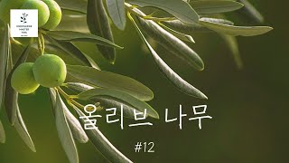 #12 올리브 나무, 분재처럼 키우는 실내 나무로 인테리어를 바꿔보세