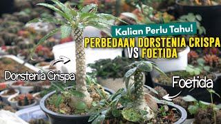 Perbedaan Dorstenia Crispa \u0026 Dorstenia Foetida - Tanaman Mirip Pohon Kelapa / Palem