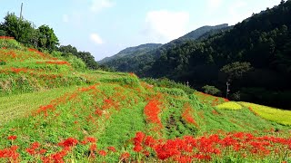 川崎町あたか棚田彼岸花まつり2016