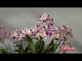 2013 臺灣國際蘭展 2 taiwan int l orchid show.cattleya 嘉德麗雅蘭專輯 full hd 1080p