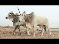 cow plows cambodian farmers grow natural vegetables