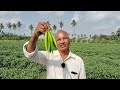 బజ్జి మిర్చి పండిస్తున్న రైతు wholesale live crop అమ్ముతారు