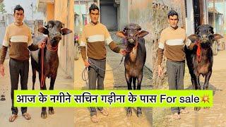 आज के सुपर बच्चे for sale💥सचिन गड़ीना के पास राजिस्थानी बच्चे 9758087399📞  subscribe share🫶❤️