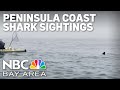 Recent shark sightings off Peninsula coast provide cautionary reminders