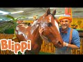 Blippi Explores Jungle Animals!! | Animals for Kids | Educational Videos For Kids