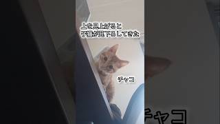 子猫が見下ろしてきた #ガルツキちゃんねる #子ねこ #保護猫 #猫動画 #猫のいる暮らし #茶トラ