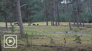 LIVESTREAM | Het Nationale Park De Hoge Veluwe