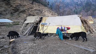 The Best Life in A Himalayan Shepherd | Village  Cooking \u0026 Organic Food || Most Peaceful Nepal .