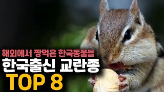 해외에서 난리난 한국출신 생태계 교란생물 TOP8