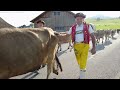 alpabfahrten appenzellerland alpabzug Öberefahre appenzell 2022