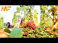 Amazing Black Pepper Farm | Modern Black Pepper And Drying Technology | Modern Farm➤#20