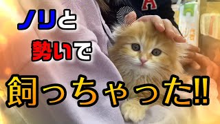 【急遽】スコティッシュフォールドの赤ちゃん猫を飼ってみた！