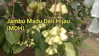 Jambu Madu Deli Hijau (MDH) berbuah lebat dan manis di lahan