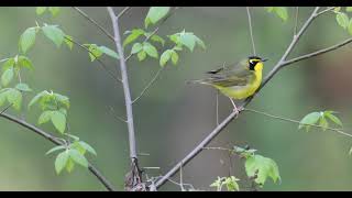 Kentucky Warbler IMG 4769