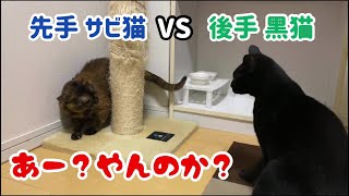 サビ猫と黒猫のバトルごっこ【ちょっかい出したくて仕方ない黒猫 不二子】