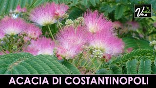 VERBA VOLANT - Acacia di Costantinopoli