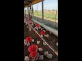 my 5000 birds poultry farm poultry farming business 5000 chickens shed