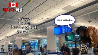 🇨🇦캐나다 워홀 출발편 / 강아지랑 캐나다 워킹홀리데이 가기 / 에어캐나다 기내동반