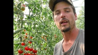 S5 ● E62 Intensive Tomatoes And Drought