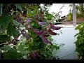 How to grow Hyacinth bean