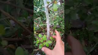 গুগুল গাছ Short #plants