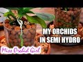 Thoughts on Orchids in semi hydroponics - 2 month update | Part 1