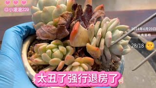 4.30小滚滚：我的多肉太卷了，颜值太差，强行退房！冰玉表现不错的｜多肉植物