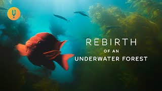Rebirth of an Underwater Forest