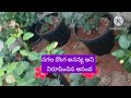 feb 4 promo ummadi kutumbam serial today episode ummadi kutumbam serial promo