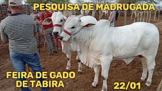 Pesquisa de madrugada em Tabira-PE (22/01/25)