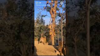 Crow #Monkey Funny 🤣🤣 Video