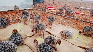 2-3 days old Ostrich chick's.