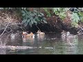 新宿御苑　オシドリ　mandarin ducks in shinjuku imperial garden.