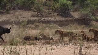 the Kambula pride vs a herd of buffalo *