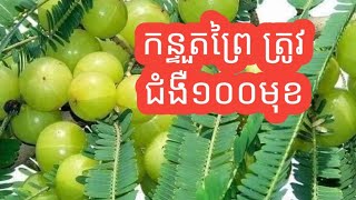 #កន្ទួតព្រៃ #ព្យបាលជំងឺ១០០មុខ