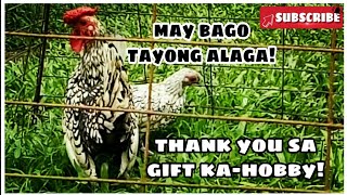 FANCY CHICKEN GIFT : SILVER SEBRIGHT | GARAHE PH TV