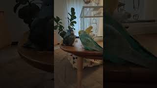 すいちゃん、ぽぽちゃん、はなちゃんの日常🤗 #インコのいる暮らし #birds #インコ動画 #セキセイインコ #サザナミインコ