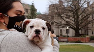 Meet Handsome Dan XIX: Yale's newest mascot