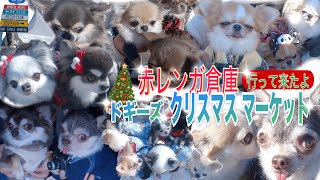 【横浜赤レンガ倉庫】ドギーズ クリスマスマーケットにチワワ達と遊びに行って来たよ沢山のチワワ友達と！