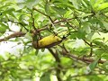 A female Olive-backed Sunbird collecting Nesting Materials.A Canon EOS R7 video.