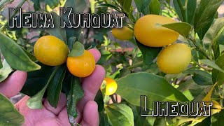 Limequat vs Meiwa Kumquat