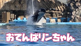 リンちゃんが突然！猛スピードで。。。　　　＠名古屋港水族館