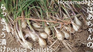 Grandma's Pickled Shallot