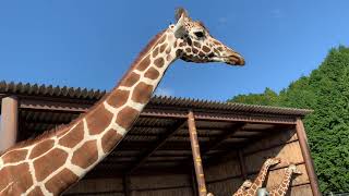 キリンのエサやり 秋吉台サファリランド #キリン #えさやり #秋吉台サファリランド #giraffe #baby