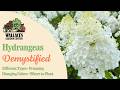 Understanding and Caring for Hydrangeas | Top 3 Popular Types Explained