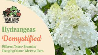 Understanding and Caring for Hydrangeas | Top 3 Popular Types Explained