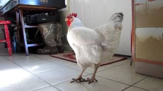 Letting A Chicken Loose In The House | Our White Hen